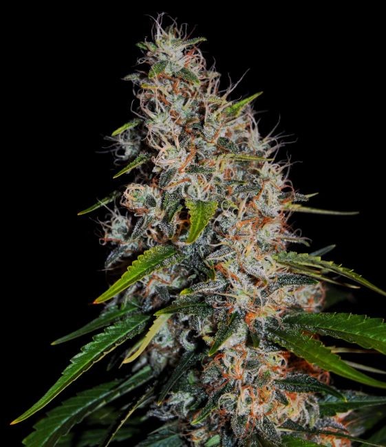 Zkittlez Auto Feminised Seeds - 6