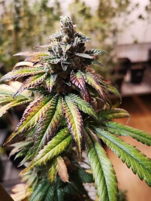 Gorilla Punch Auto Feminised Seeds - 25