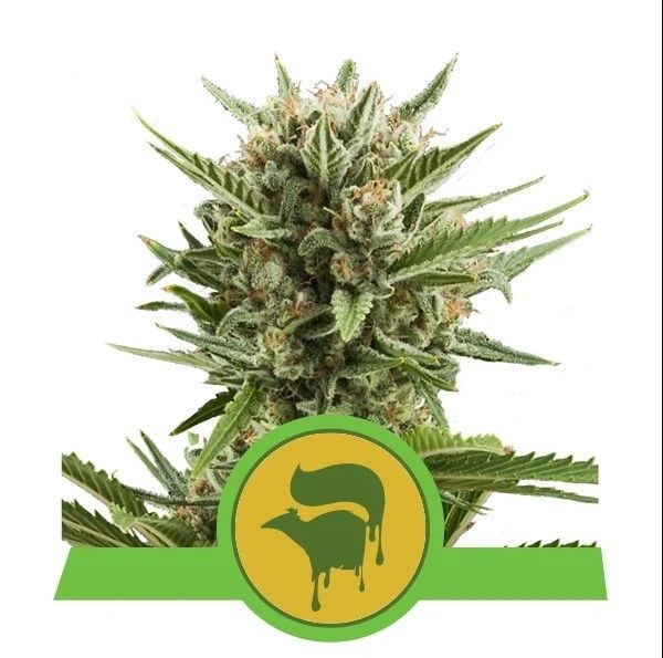 Sweet Skunk Auto Feminised Seeds - 5