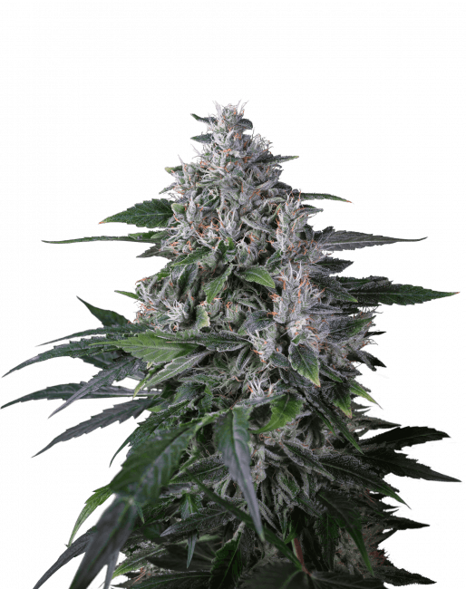 Karel's Haze Regular Seeds - 24