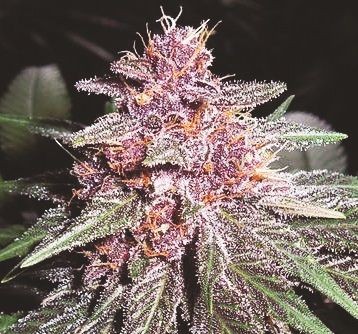 Violeta Regular Seeds - 10