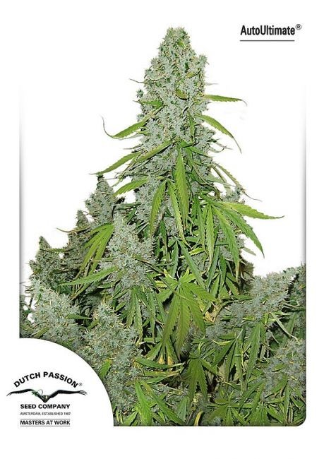 Ultimate Auto Feminised Seeds - 7