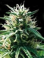 Sweety Auto Feminised Seeds - 3