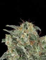 Kabrales Auto Feminised Seeds - 6