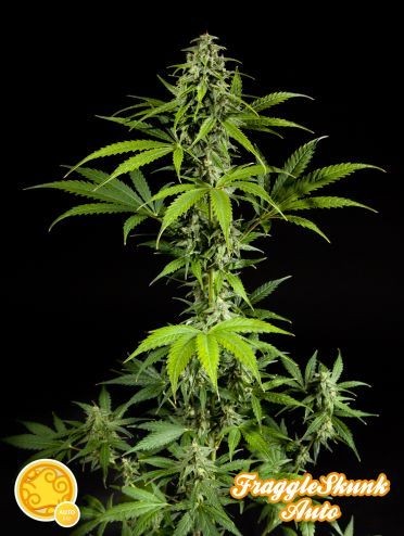 Fraggle Skunk Auto Feminised Seeds - 3