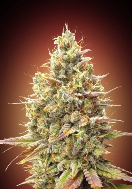 Strawberry Banana Auto Feminised Seeds - 10+3 FREE SEEDS