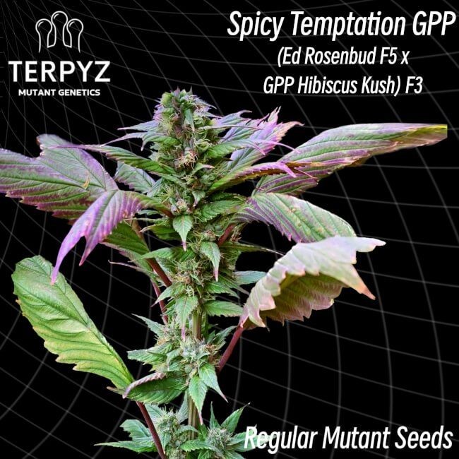 Spicy Temptation GPP Regular Seeds - 10