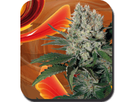 Syrup Auto Feminised Seeds - 3