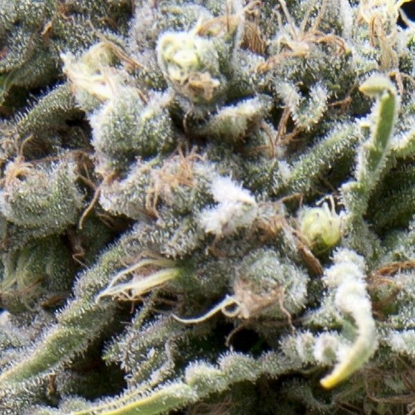 White Widow CBD Auto Feminised Seeds - 5