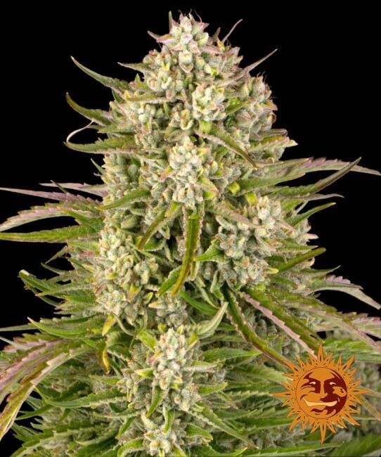 Wedding Cake Auto Feminised Seeds - 1