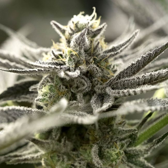 OGKZ Auto Feminised Seeds - 5