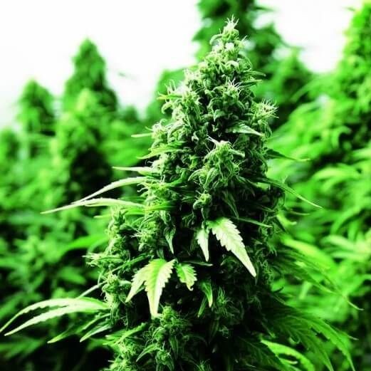 Ogre Auto Feminised Seeds - 1