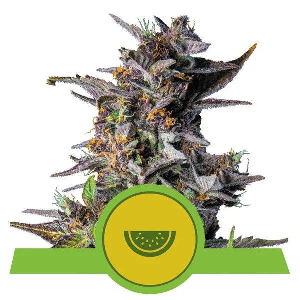 Watermelon Auto Feminised Seeds - 3