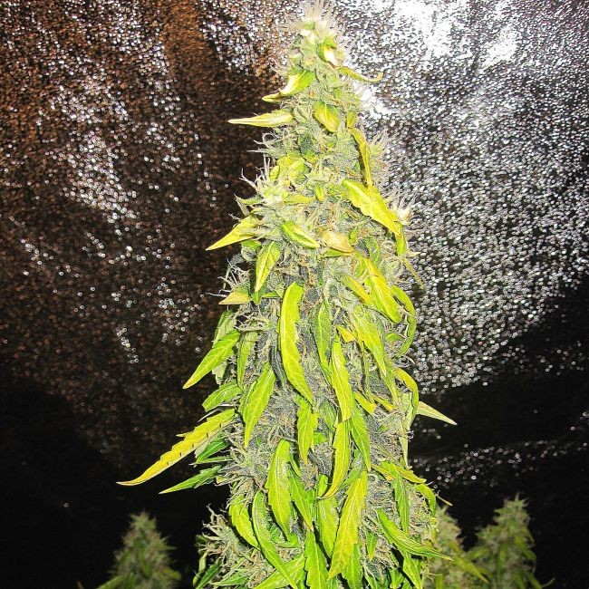 Rock Machine Auto Feminised Seeds - 10