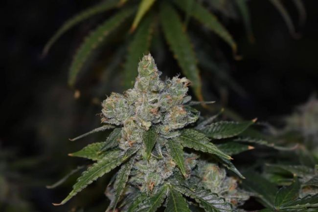 Gorilla Glue Auto Feminised Seeds - 25