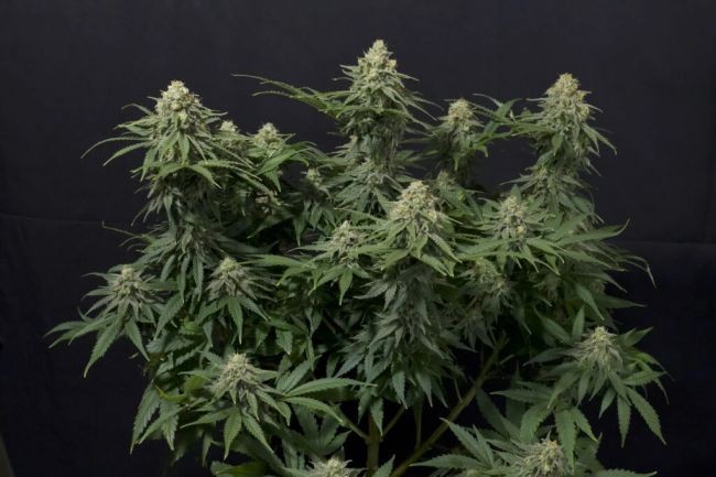 Wedding Cheesecake FAST Feminised Seeds - 1