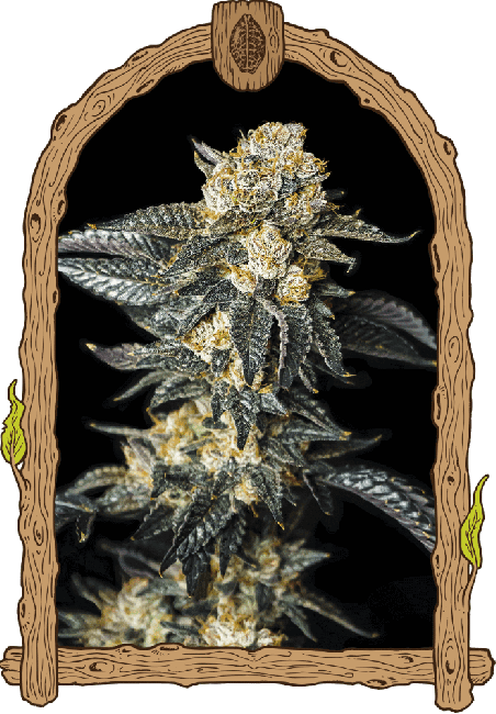 Zkittaberry Auto Feminised Seeds - 3