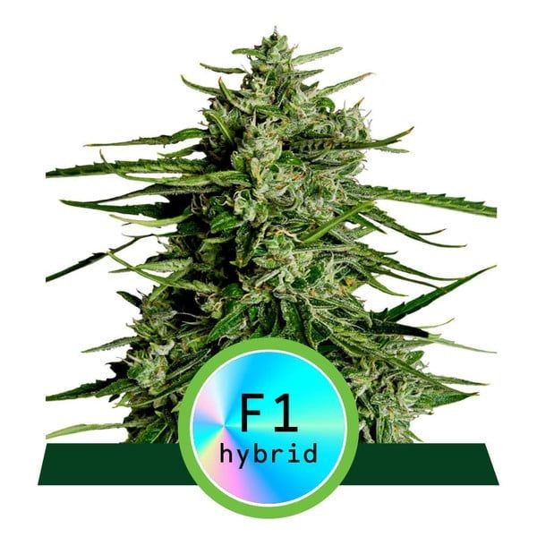 Titan F1 Auto Feminised Seeds - 1