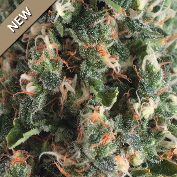 Super OG Kush Auto Feminised Seeds - 5