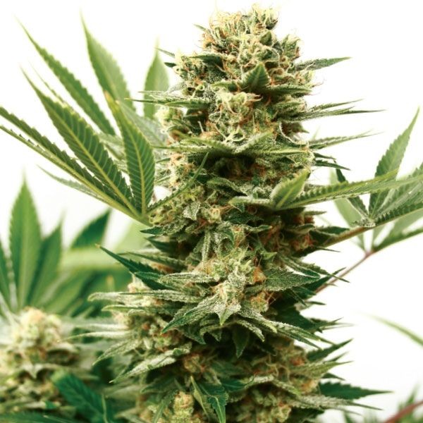 Mass Shooter Auto Feminised Seeds - 15