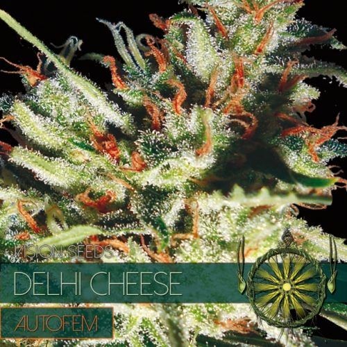 Delhi Cheese Auto Feminised Seeds - 5