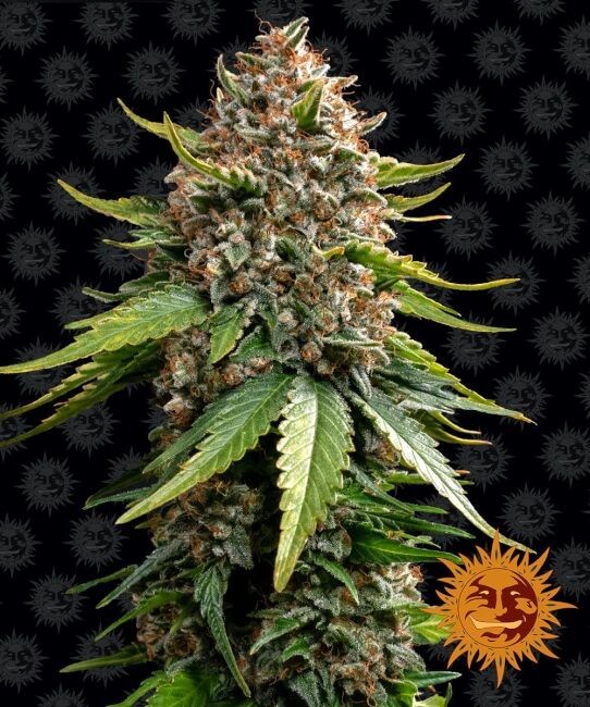 White Widow XXL Auto Feminised Seeds - 5