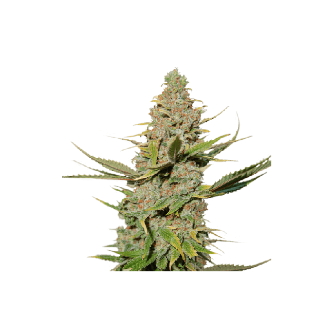 Karel's Cookies Regular Seeds - 24