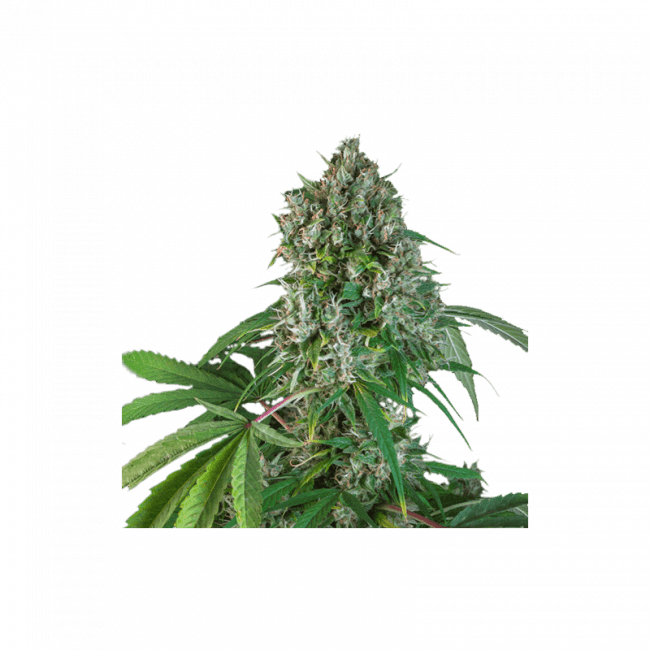 Karel's Herer Haze Regular Seeds - 24