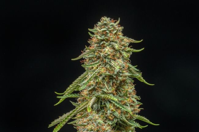 Turtle Taffy Auto Feminised Seeds - 5+2