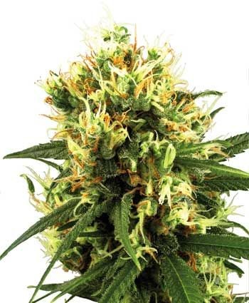 White Haze Auto Feminised Seeds - 3