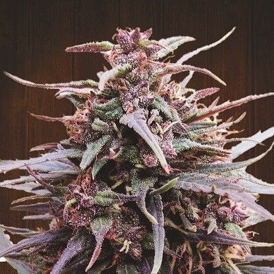 Purple Haze x Malawi Regular Seeds - 5