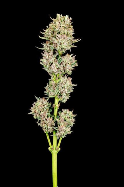 Garlic Jam Auto Feminised Seeds - 5+2