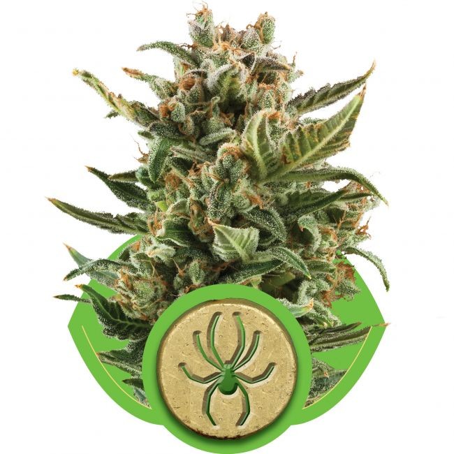 White Widow Auto Feminised Seeds - 10