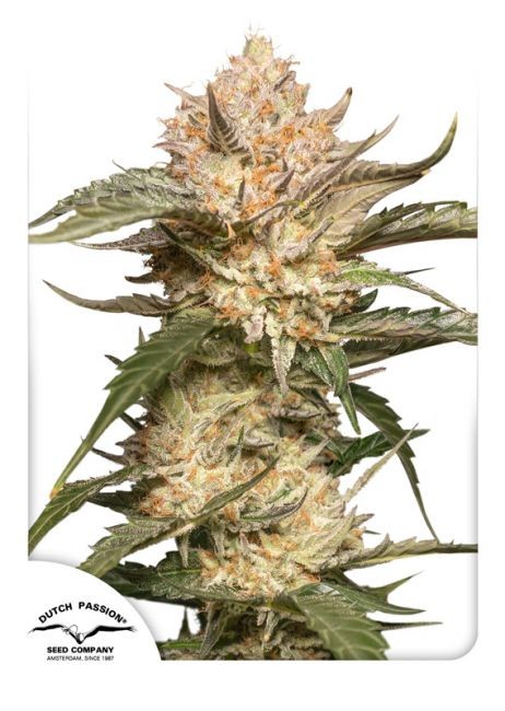 Trichome & Cream Auto Feminised Seeds - 1