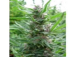 Panama Regular Seeds - 5