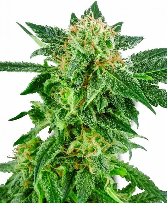 Snow Ryder Auto Feminised Seeds - 3