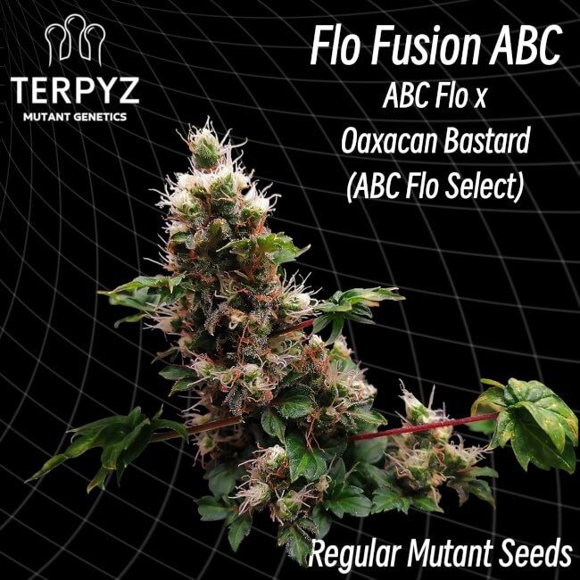 Flo Fusion ABC Regular Seeds - 10