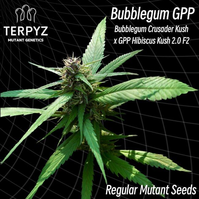 Bubblegum GPP Regular Seeds - 10