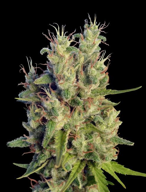 Super Malawi Haze Regular Seeds - 5