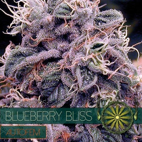 Blueberry Bliss Auto Feminised Seeds - 10