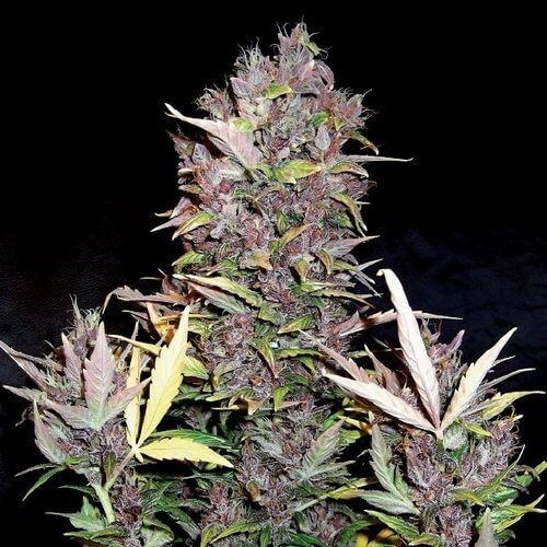 Purple Ryder Auto Feminised Seeds - 1