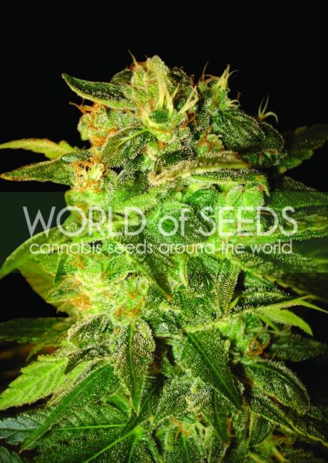 Sugar Mango Ryder Auto Feminised Seeds - 12