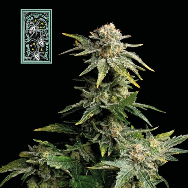 White Widow FAST Feminised Seeds - 25