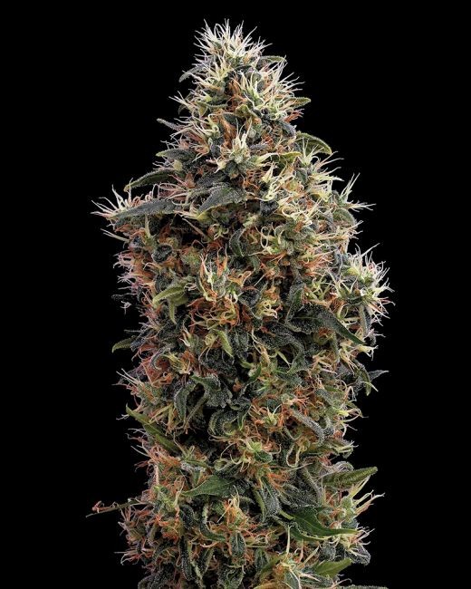 Sweet Mango AUTO Feminised Seeds - 5