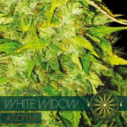 White Widow Auto Feminised Seeds - 10