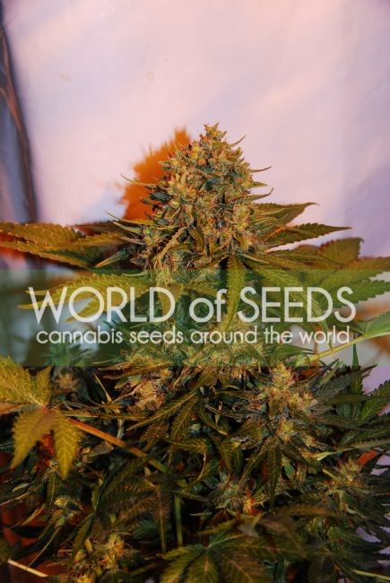 Northern Lights x Big Bud Ryder Auto Feminised Seeds - 7