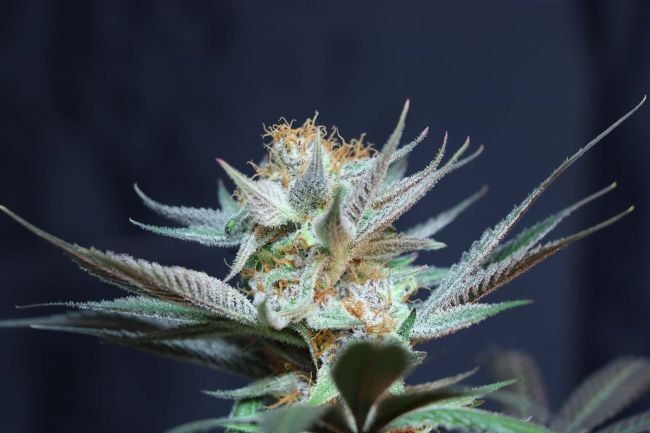 Vanilla Tart Regular Seeds - 5