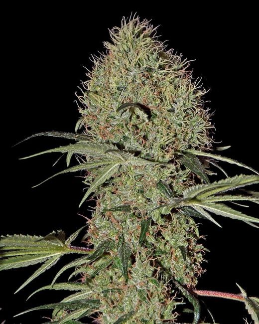 Super Bud Auto Feminised Seeds - 10