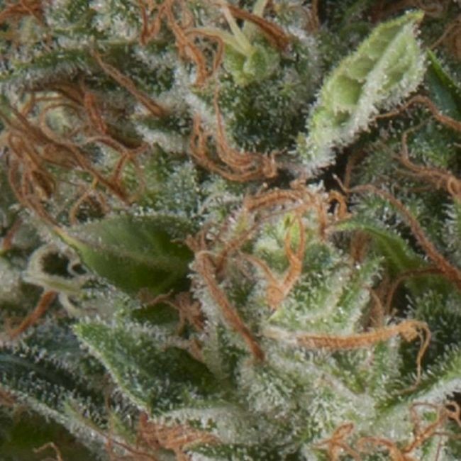 Wembley Auto Feminised Seeds - 3