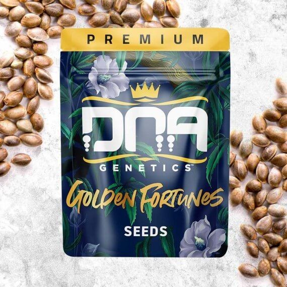 Golden Fortunes Regular Seeds - 13